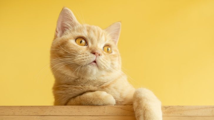 250+ Creative Yellow Cat Names For Your Best “Furrend”