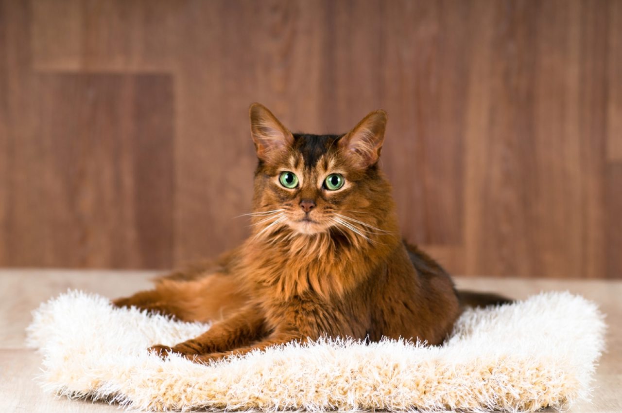 20 Medium Hair Cat Breeds to Sweep You Off Your Feet