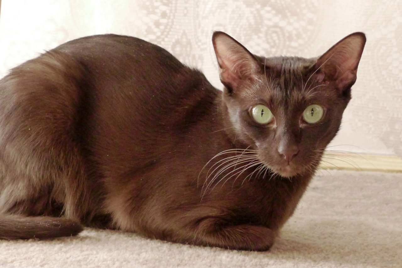 20 Medium Hair Cat Breeds to Sweep You Off Your Feet