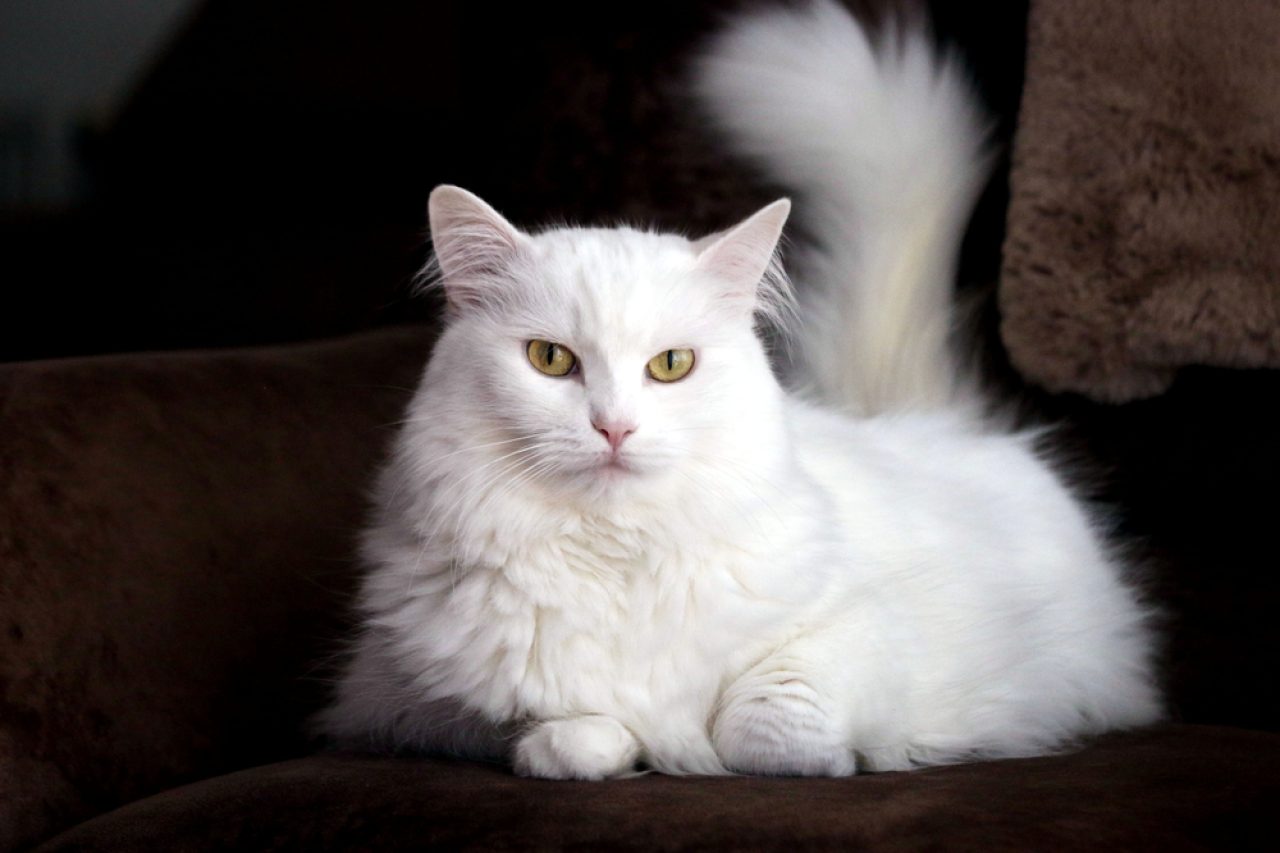 20 Medium Hair Cat Breeds to Sweep You Off Your Feet