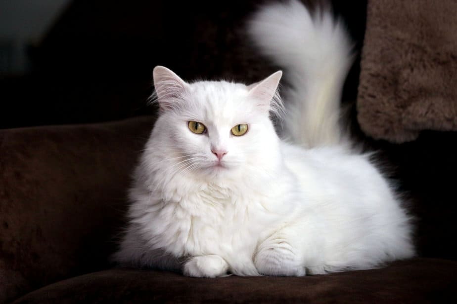 20 Medium Hair Cat Breeds To Sweep You Off Your Feet