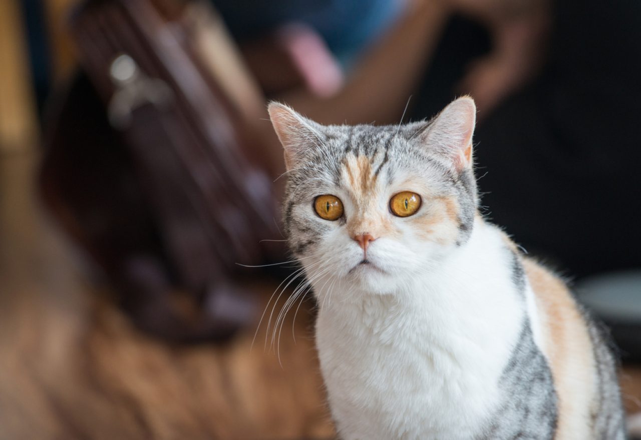 Ayaklarınızı yerden kesecek 20 Orta Tüylü Kedi Irkı