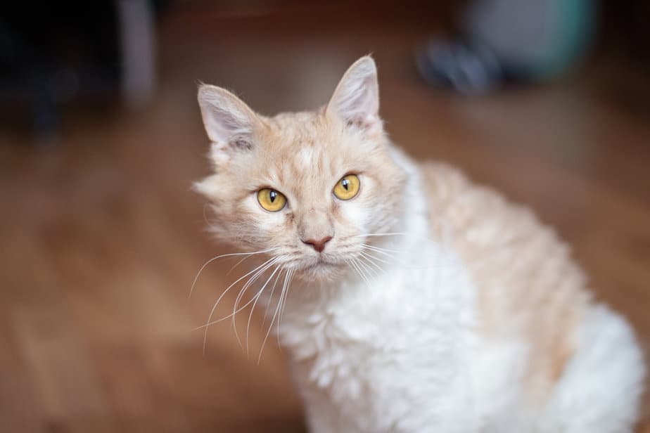 20 Medium Hair Cat Breeds To Sweep You Off Your Feet