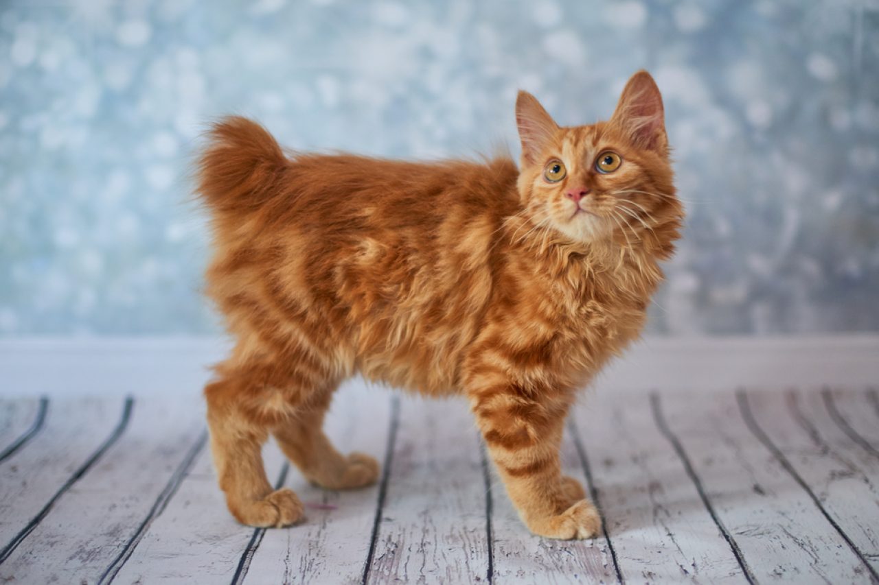 20 Medium Hair Cat Breeds to Sweep You Off Your Feet
