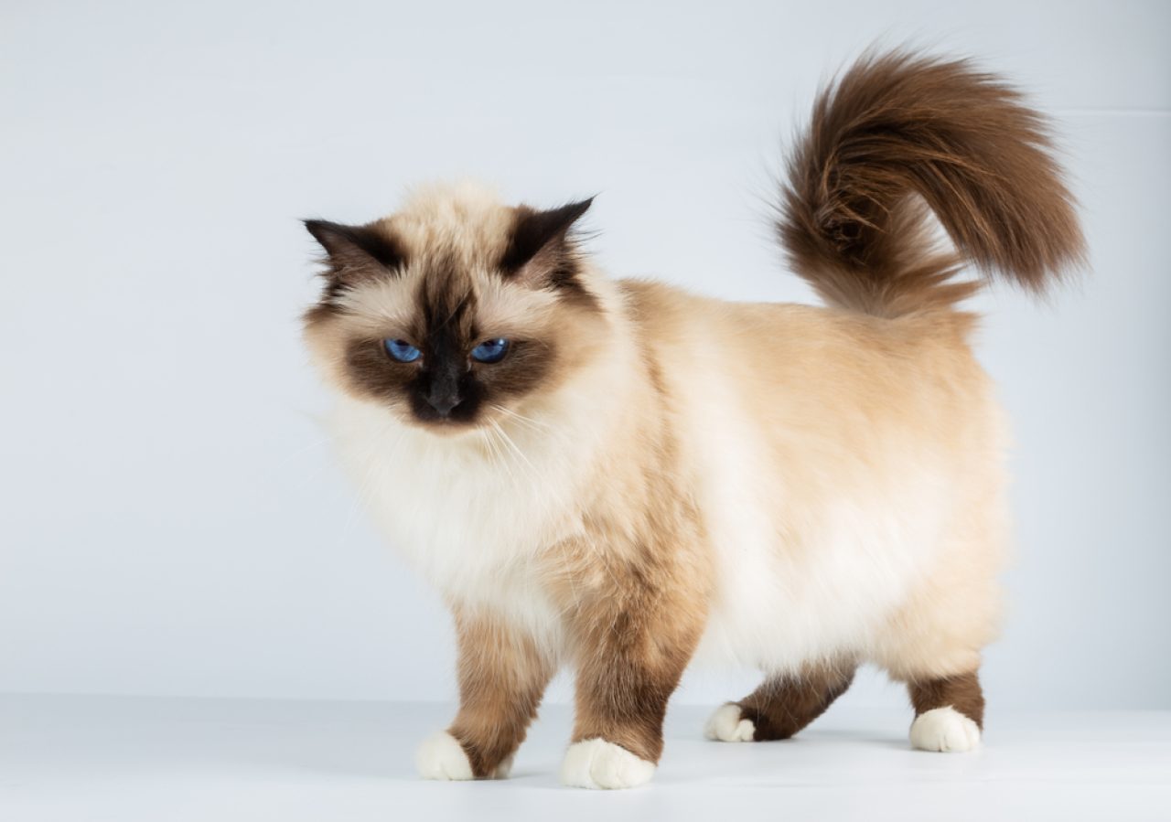 20 Medium Hair Cat Breeds to Sweep You Off Your Feet