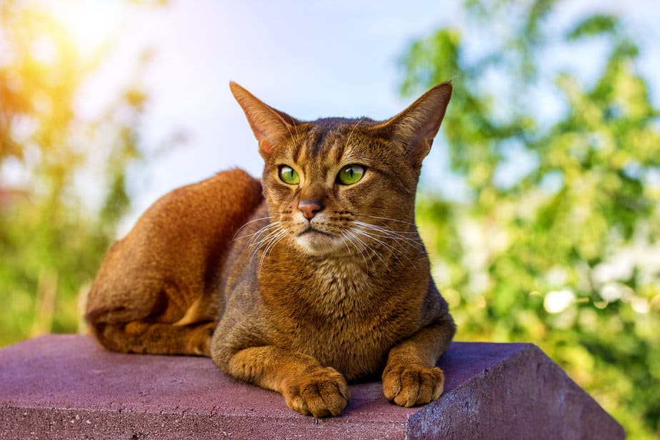 20 Medium Hair Cat Breeds To Sweep You Off Your Feet