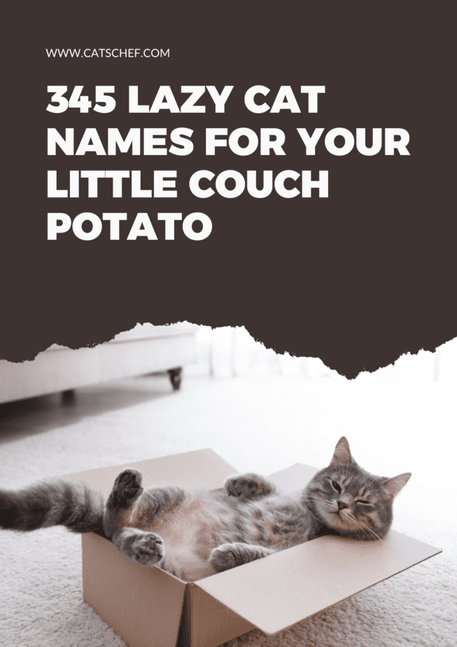 345 Lazy Cat Names For Your Little Couch Potato