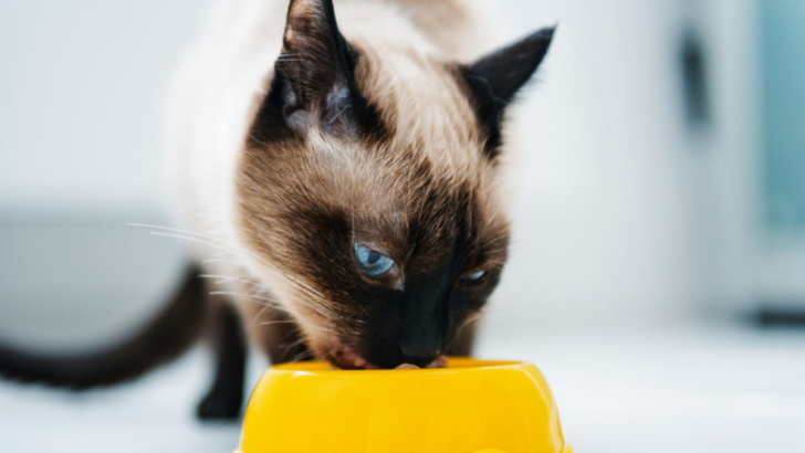 5 Tips And Tricks To Soften Dry Cat Food That Work