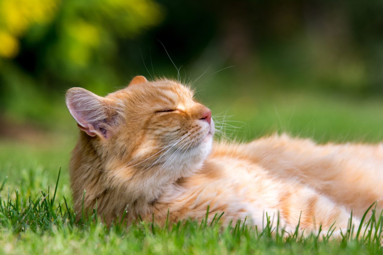590+ Nature Cat Names For Your Outdoor Lover