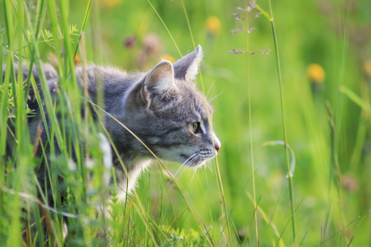 590+ Nature Cat Names For Your Outdoor Lover