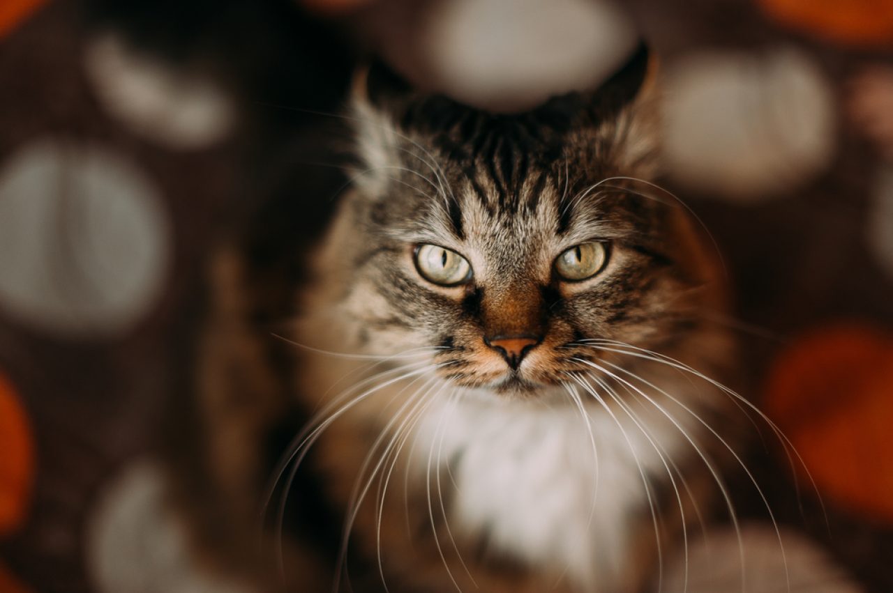 6 Cat Breeds With Long Whiskers You Won't Be Able To Resist