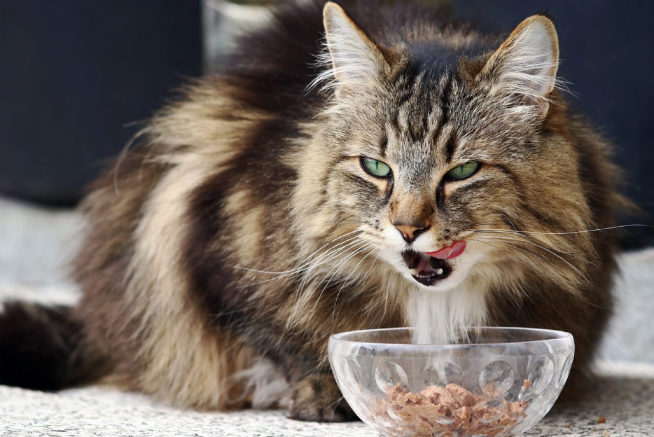 6 Cat Breeds With Long Whiskers You Won't Be Able To Resist