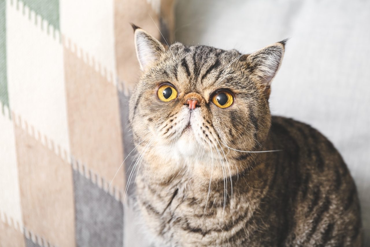 6 Cat Breeds With Long Whiskers You Won't Be Able To Resist