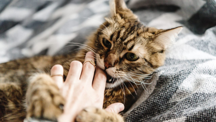 7 Interesting Reasons Why Do Cats Purr And Then Bite You: Love Or Hate?