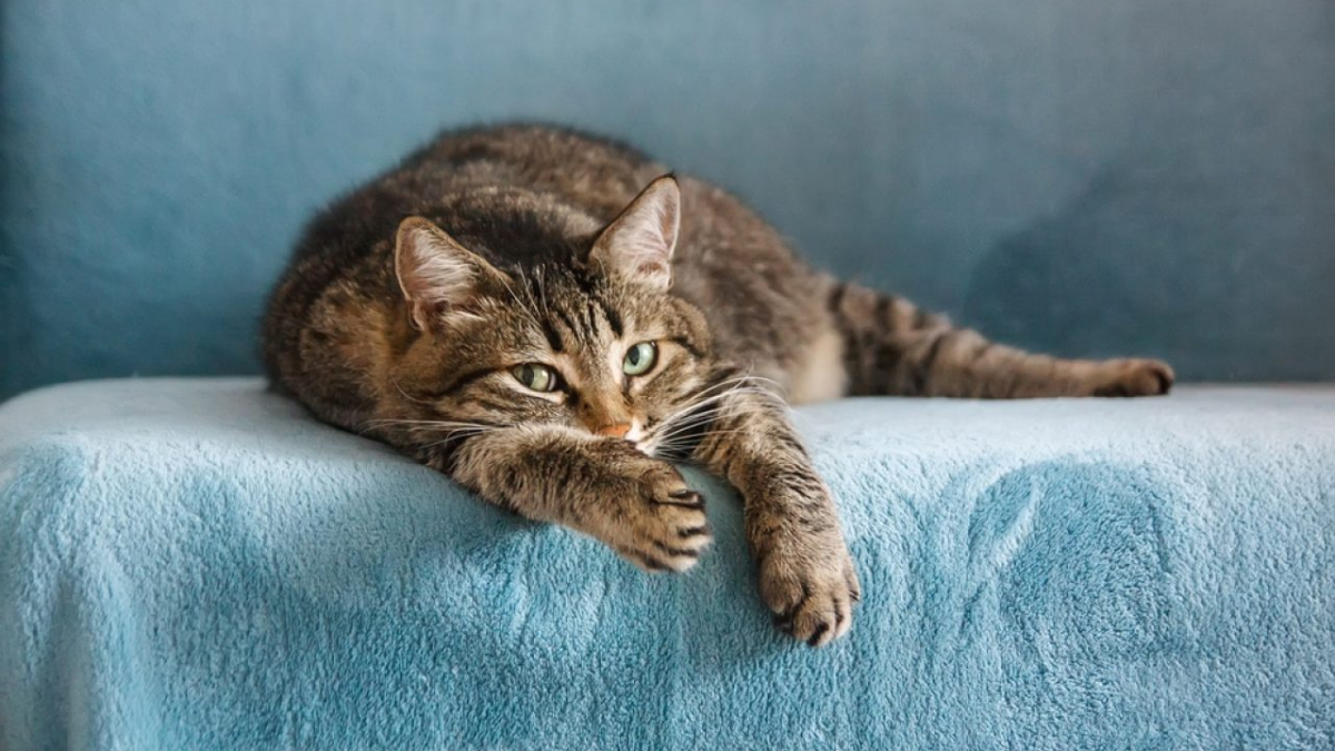 8 Reasons Why Cats Wag Their Tails While Lying Down