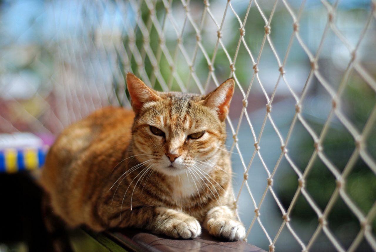 8 Kedi Korumalı Balkon Yapmanın ve Kedinizi Güvende Tutmanın Yolları