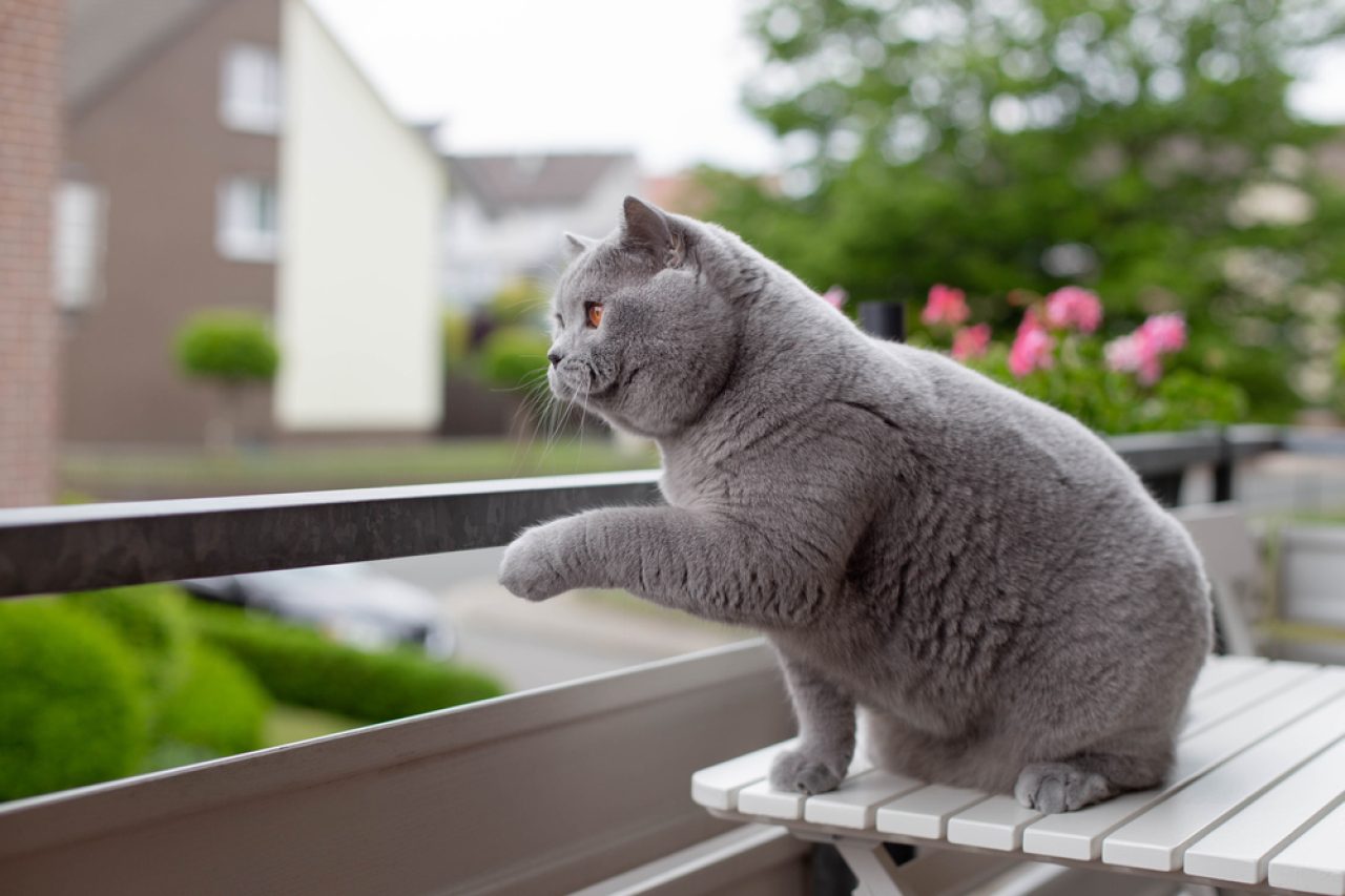 8 Ways To Make A Cat-Proof Balcony And Keep Your Kitty Safe