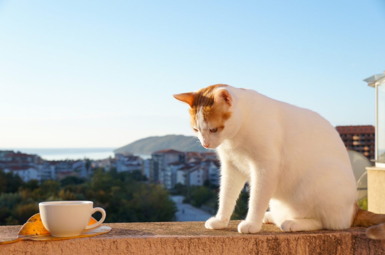 8 Ways To Make A Cat-Proof Balcony And Keep Your Kitty Safe