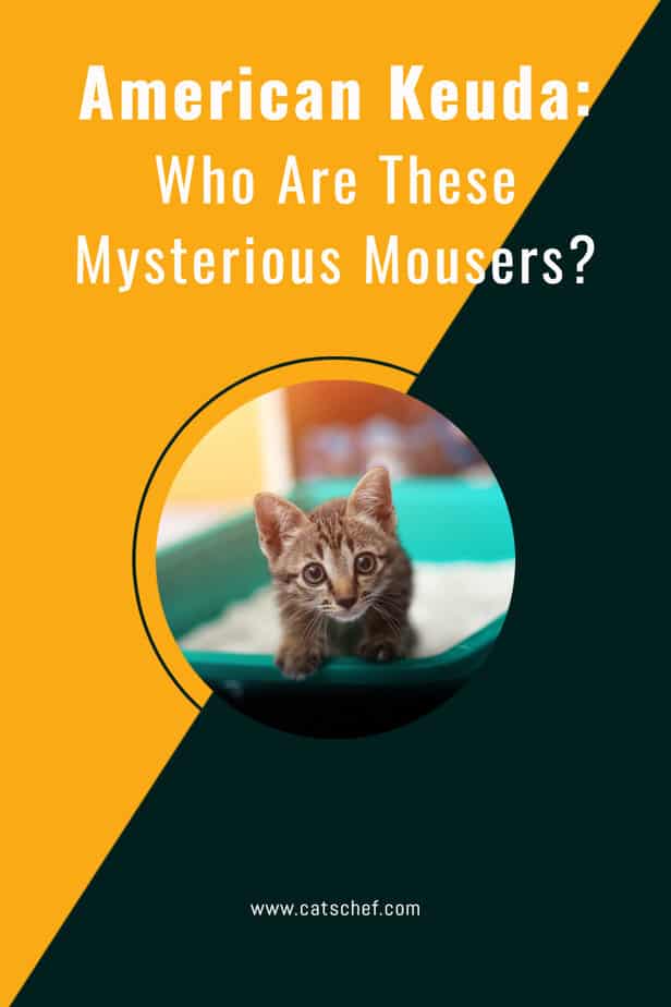 American Keuda: Who Are These Mysterious Mousers?