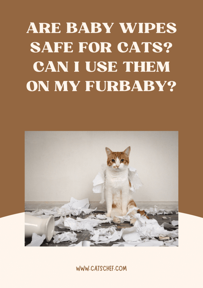 Are Baby Wipes Safe For Cats? Can I Use Them On My Furbaby?