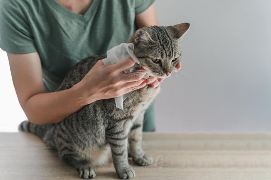 Are Baby Wipes Safe For Cats? Can I Use Them On My Furbaby?
