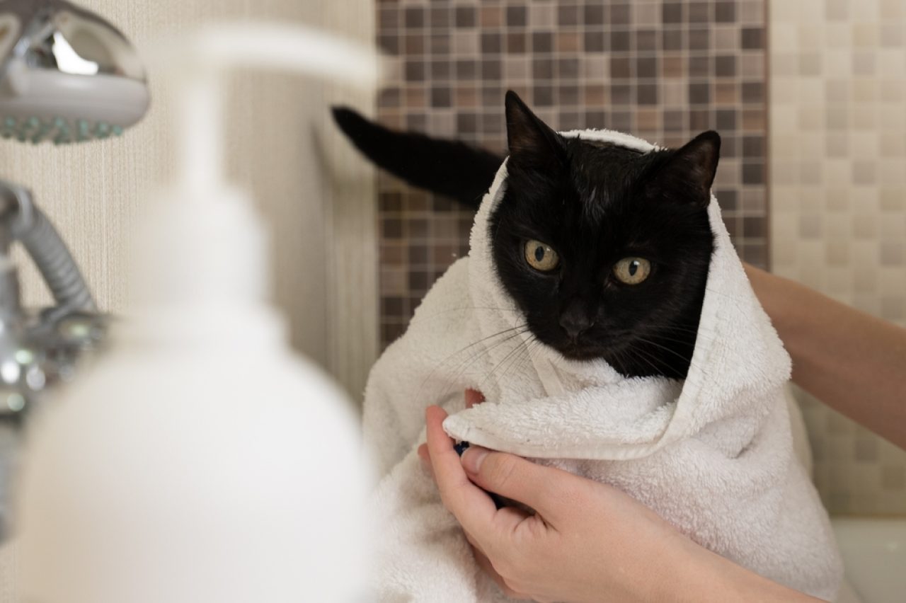 Are Baby Wipes Safe For Cats? Can I Use Them On My Furbaby?