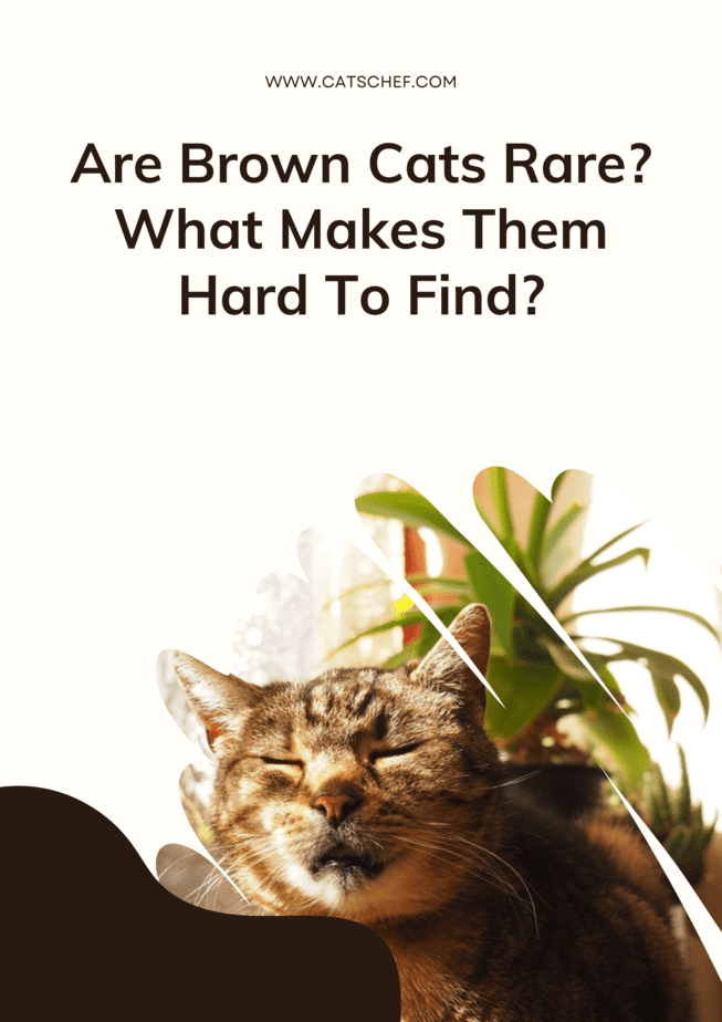 Are Brown Cats Rare? What Makes Them Hard To Find?