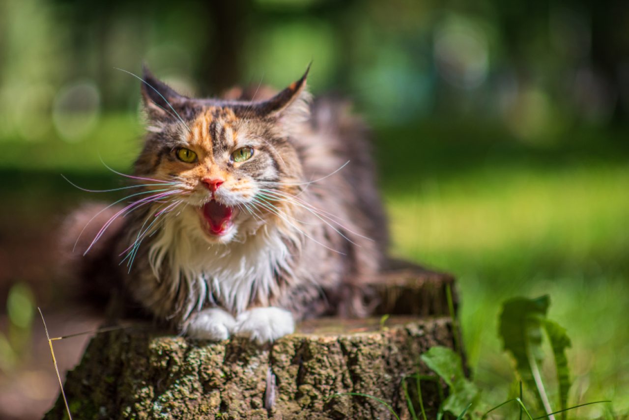 Maine Coon'u Agresif Yapan Nedir? Mırıldanma Bozukluğu mu?