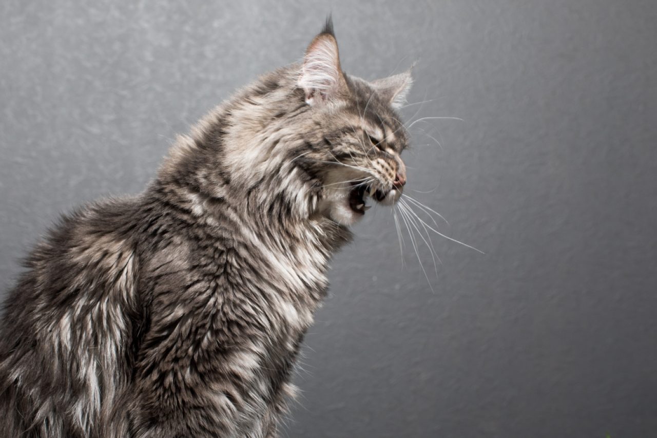 What Makes Maine Coon Aggressive? A Purrsonality Disorder?