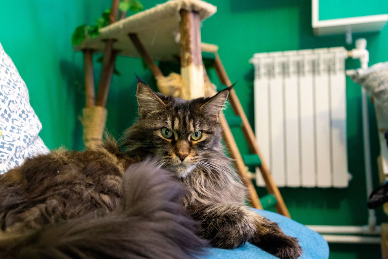 What Makes Maine Coon Aggressive? A Purrsonality Disorder?