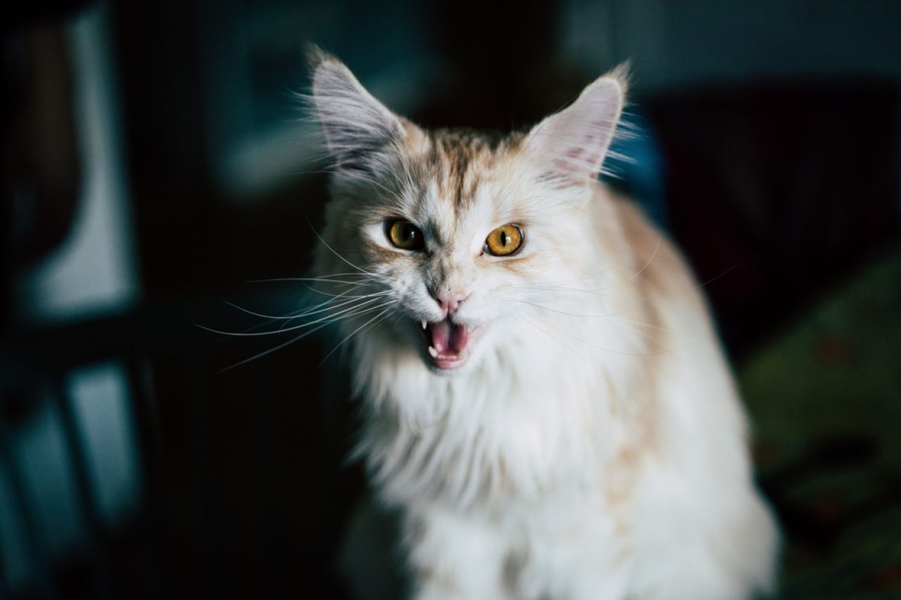 What Makes Maine Coon Aggressive? A Purrsonality Disorder?