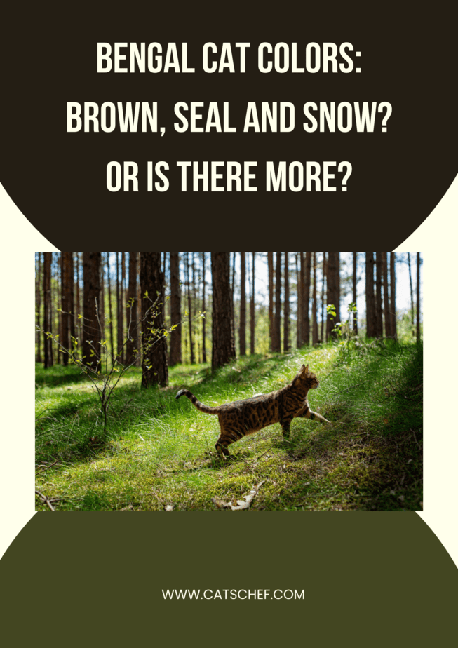 Bengal Cat Colors: Brown, Seal And Snow? Or Is There More?