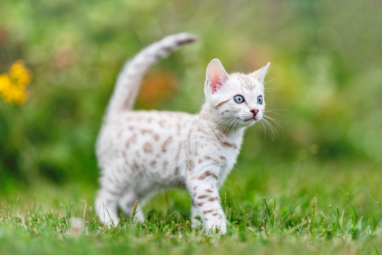 Bengal Cat Colors: Brown, Seal And Snow? Or Is There More?