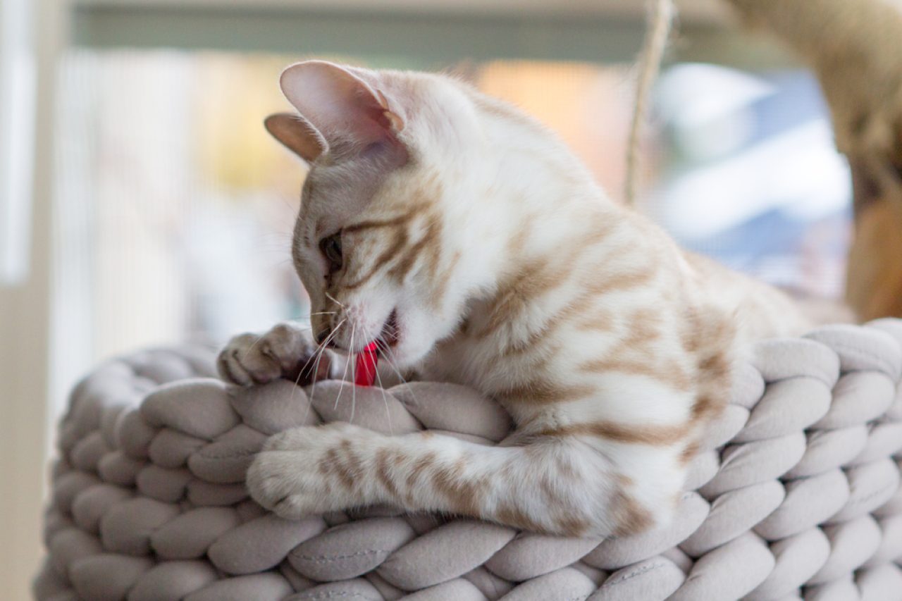 Bengal Ragdoll Mix: Purrfect Or Clawful Combo?