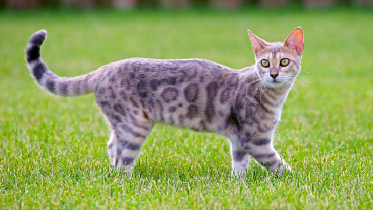 Bengal Cat Colors: Brown, Seal And Snow? Or Is There More?