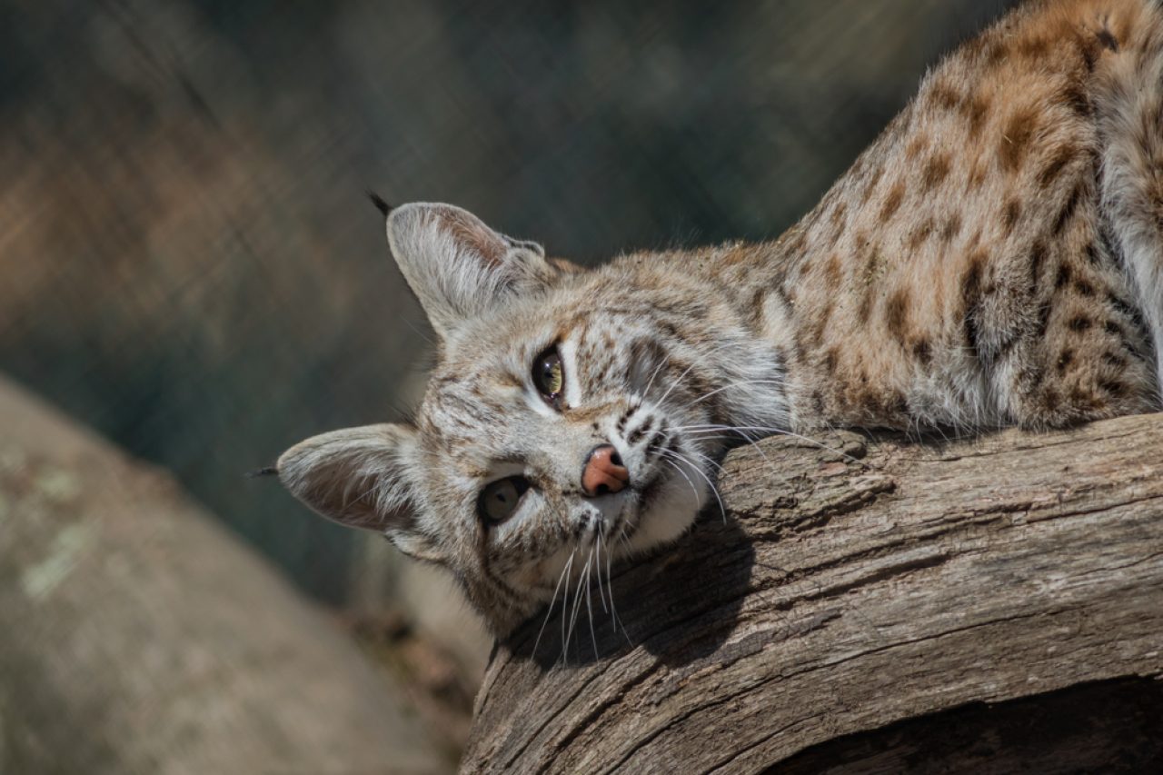 Bobcat Vs. House Cat: Here's How To Tell The Difference