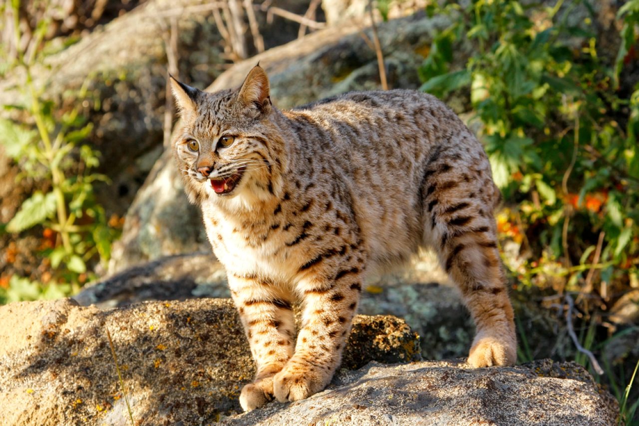Bobcat Vs. House Cat: Here's How To Tell The Difference