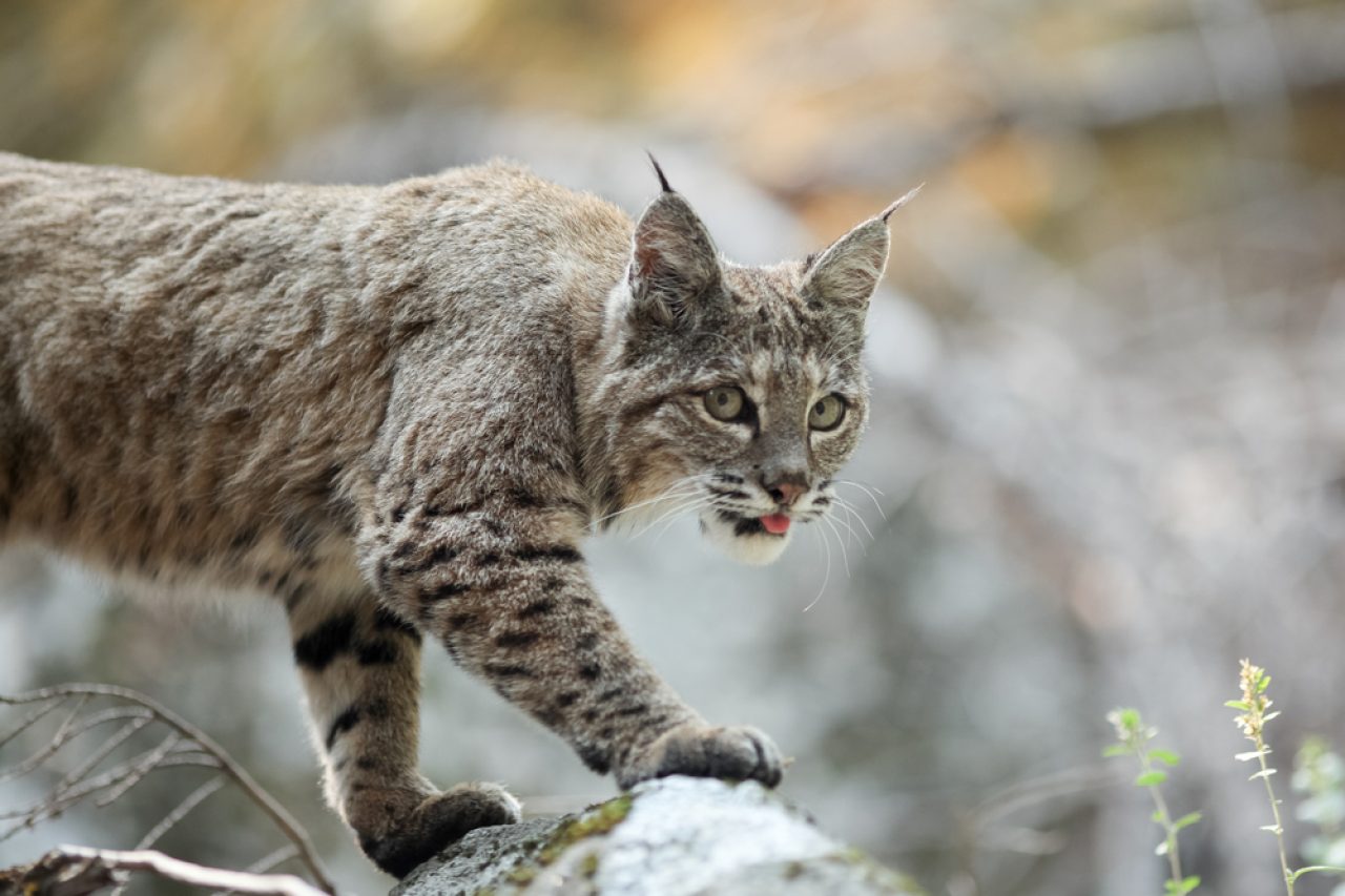 Bobcat Vs. House Cat: Here's How To Tell The Difference