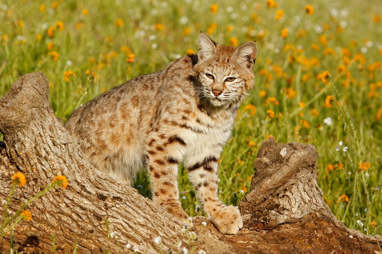 Bobcat Vs. House Cat: Here's How To Tell The Difference