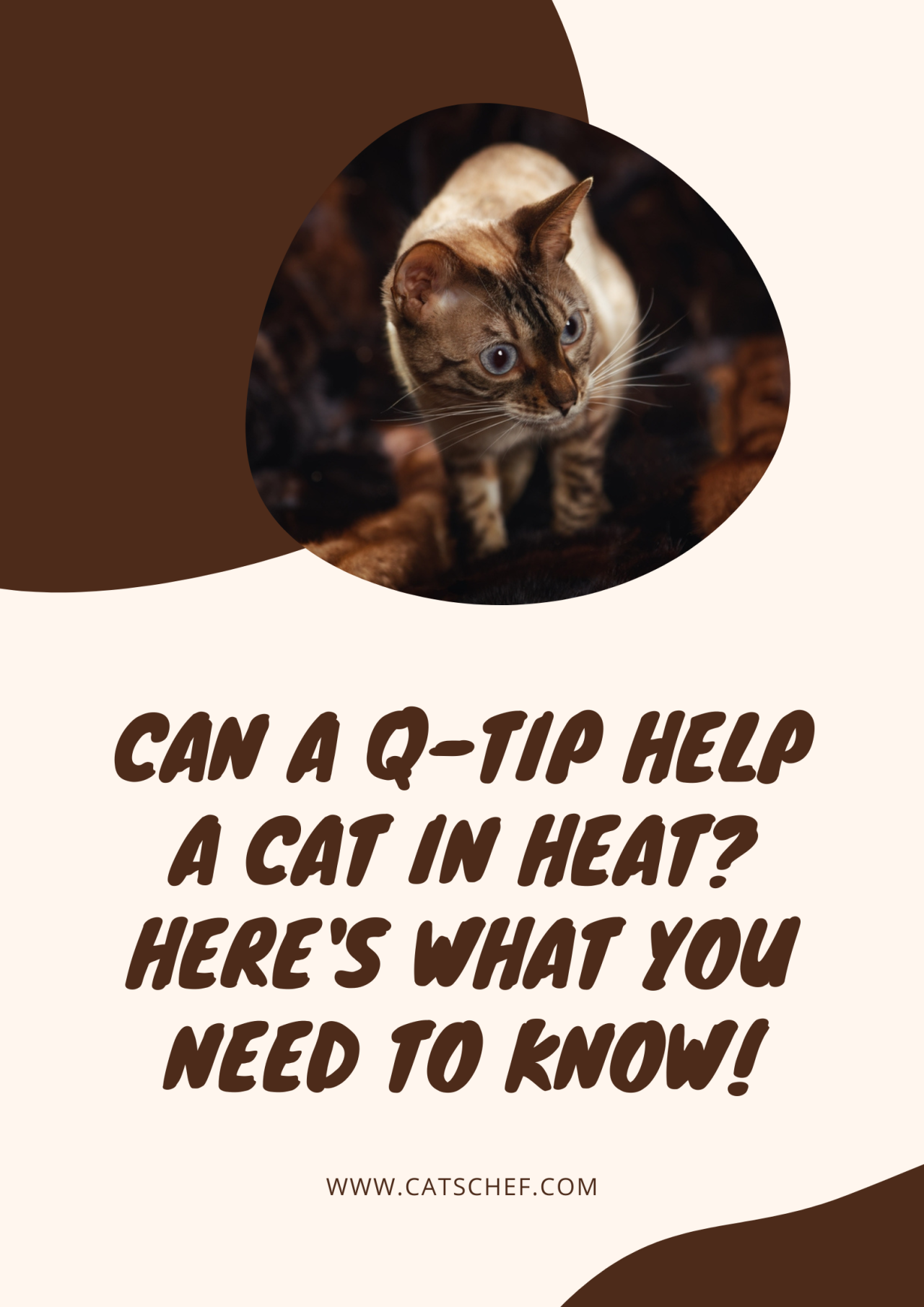 Can A QTip Help A Cat In Heat? Here's What You Need To Know!