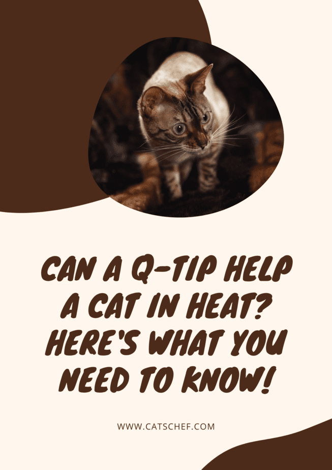 Can Q-Tip Help Cat In Heat? Here's What You Need To Know!