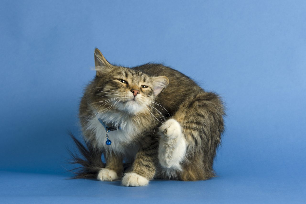 Kapalı Alan Kedileri Pire Kapabilir mi? Kedinizi Rahatsız Eden Ne?