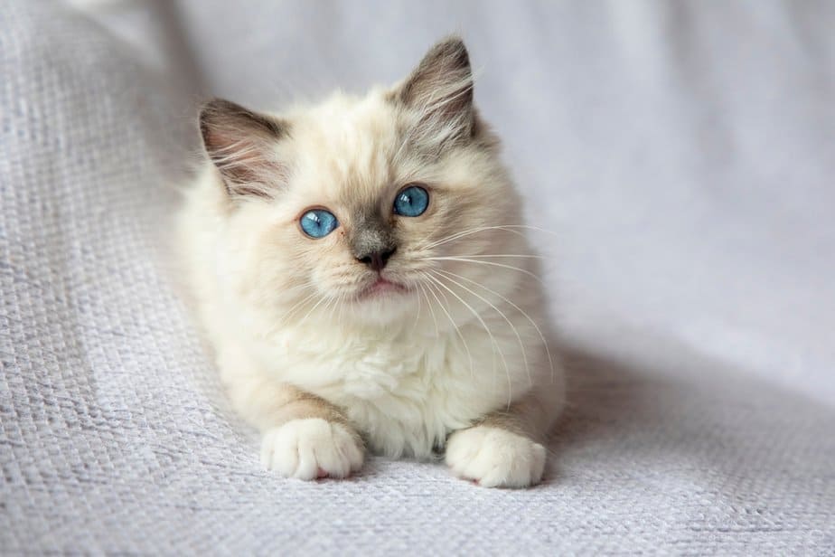 Can Ragdoll Cats Go Outside? Is It Dangerous Or Not?