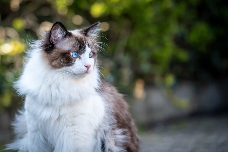 Can Ragdoll Cats Go Outside? Is It Dangerous Or Not?