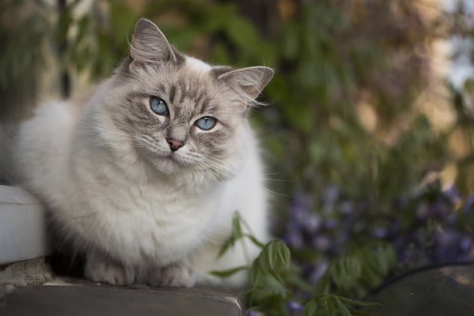 Can Ragdoll Cats Go Outside? Is It Dangerous Or Not?