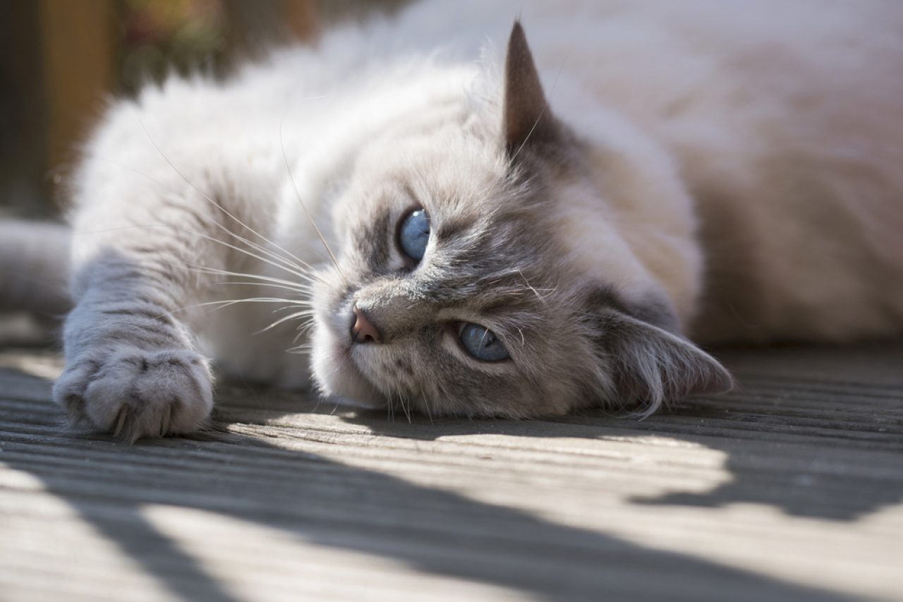 Can Ragdoll Cats Go Outside Is It Dangerous Or Not