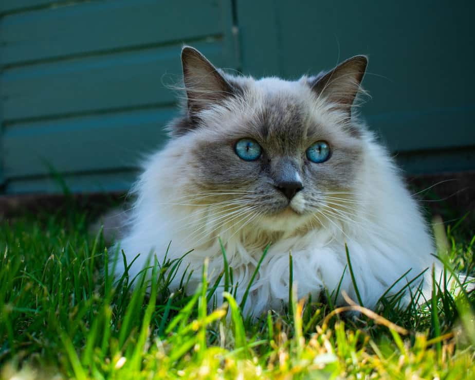 Can Ragdoll Cats Go Outside? Is It Dangerous Or Not?