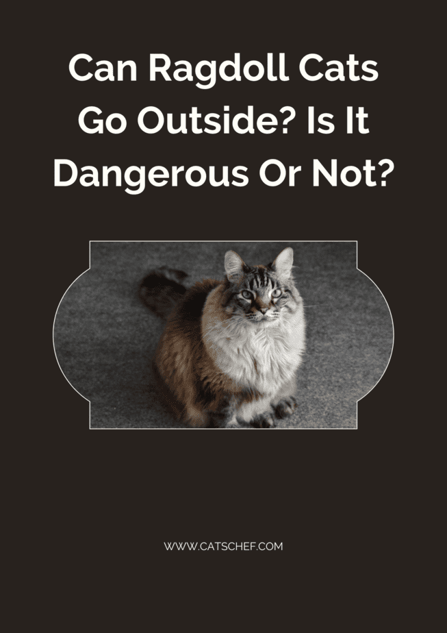 Ragdoll Kediler Dışarı Çıkabilir mi? Tehlikeli mi Değil mi?