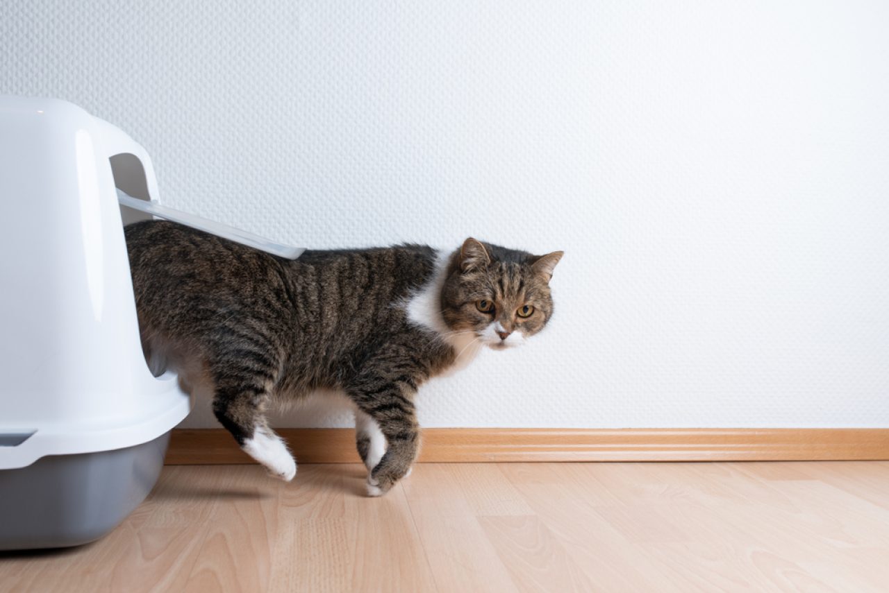 Cat Litter Tracking Hacks: 16 Ways To Prevent The Mess