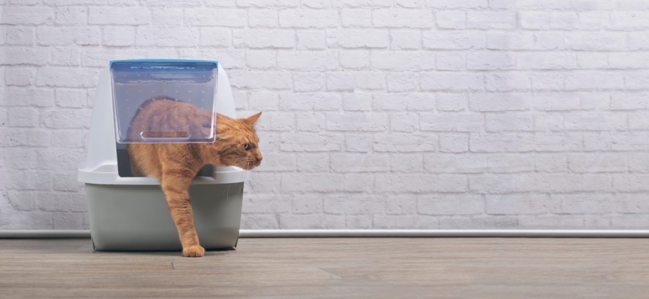 Cat Litter Tracking Hacks: 16 Ways To Prevent The Mess